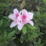 20110505105545.jpg