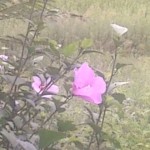 20110827164904.jpg