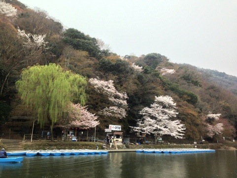 嵐山の桜 ようこそ保津川下りホームページへ 保津川遊船企業組合